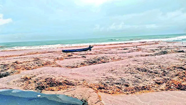 వాన స
