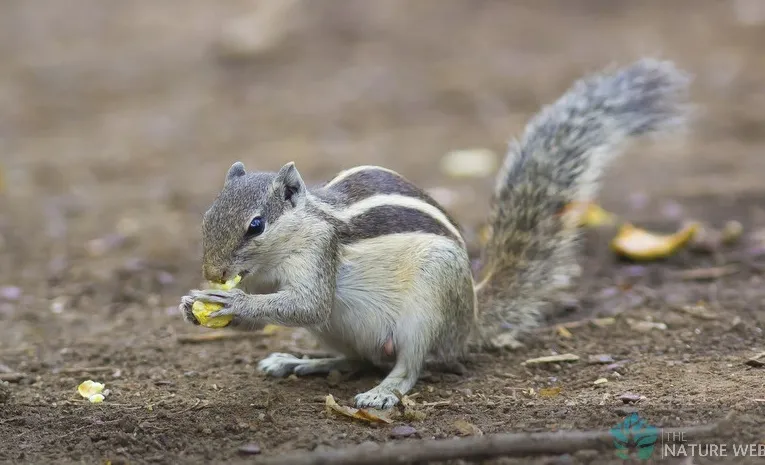 Squirrel sparked short circuit damages crop