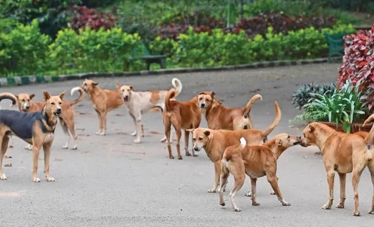 Sakshi Editorial On Street Dogs Issue In India