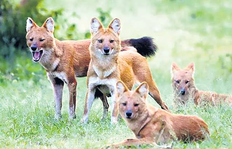 Wild dogs in Papikondalu