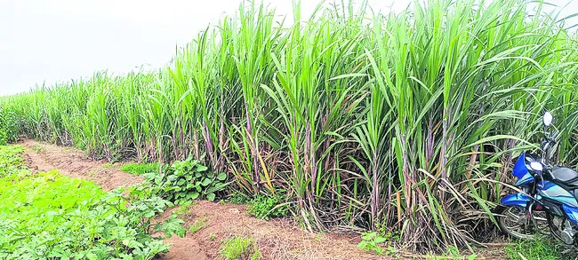 చెరుక