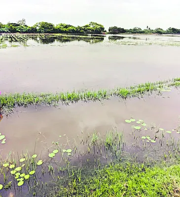 పొంచి