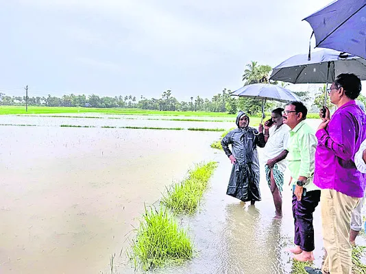 నీటమునిగిన పంటలు పరిశీలించిన అధికారులు