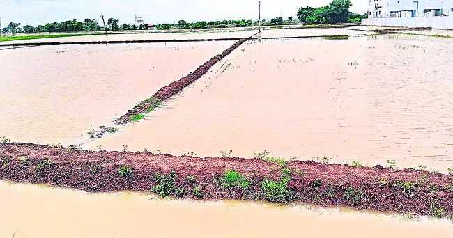 పంటలు
