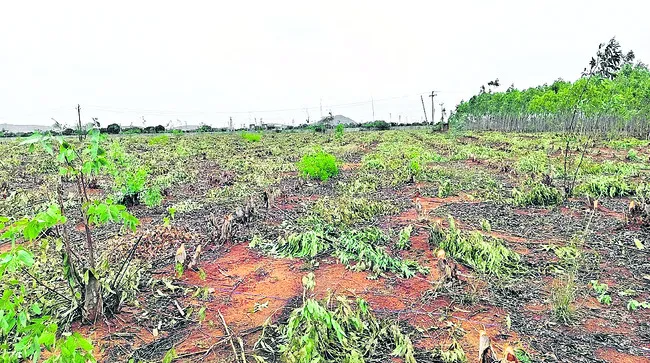 ప్రభుత్వ భూమిలో జామాయిల్ నరికివేత