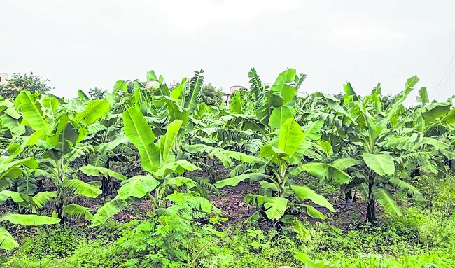 అరటి సాగు.. బాగు