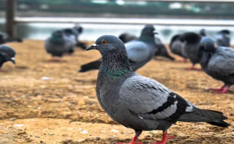 Health Tips: Can Pigeons Spread Disease