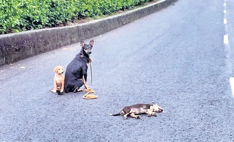 street dog mothers love goes viral on social media