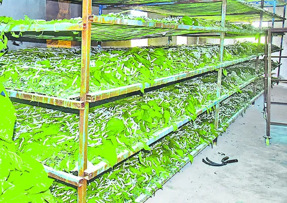 పట్టు
