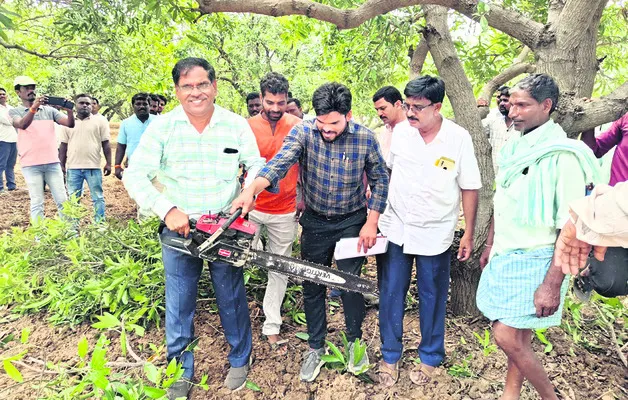 మామిడి కొమ్మల కత్తిరింపుతో అధిక దిగుబడులు 