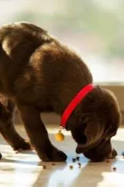 pets Health Tips: The secret to a happy pet The right diet and nutrition11