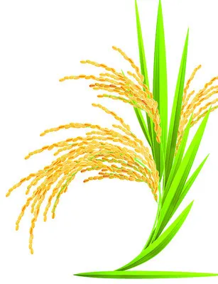 ● వాన