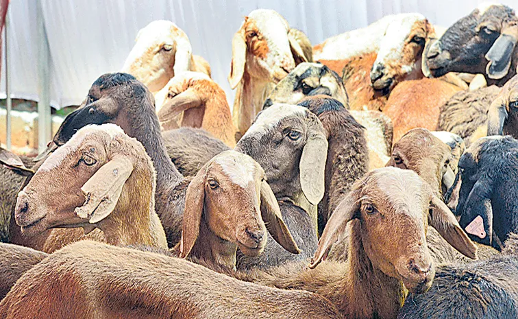 Scam Above One Thousand Corores in Sheep Distribution Scheme