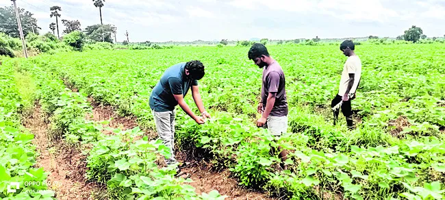 పంటలను కాపాడుకోండిలా... 