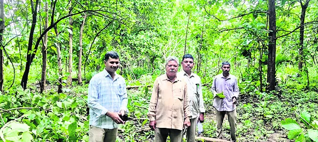హైవే నిర్మాణానికిటేకు చెట్ల తొలగింపు
