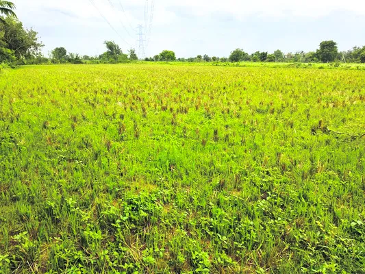 విత్తనక్షేత్రంలో వానాకాలం సాగులేనట్లేనా..?