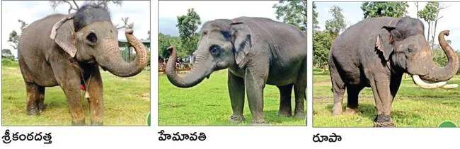 మైసూరు దసరా ఉత్సవాలకు కొత్త గజరాజులు
