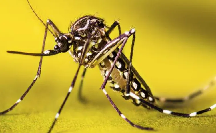 World Mosquito Day 2025 Interesting Facts