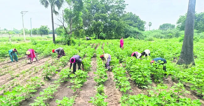 వ్యవసాయ పనుల్లో ఉత్తరాది కూలీలు