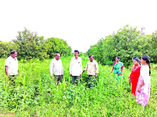 సంవత్సరమంతా భూమిని కప్పి ఉంచండి