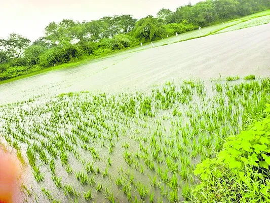 వర్షాలకు దెబ్బతిన్న పంటలు