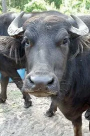 Bengaluru director tries to buy 2 buffaloes from Gujarat trader loses nearly Rs5 lakh 1