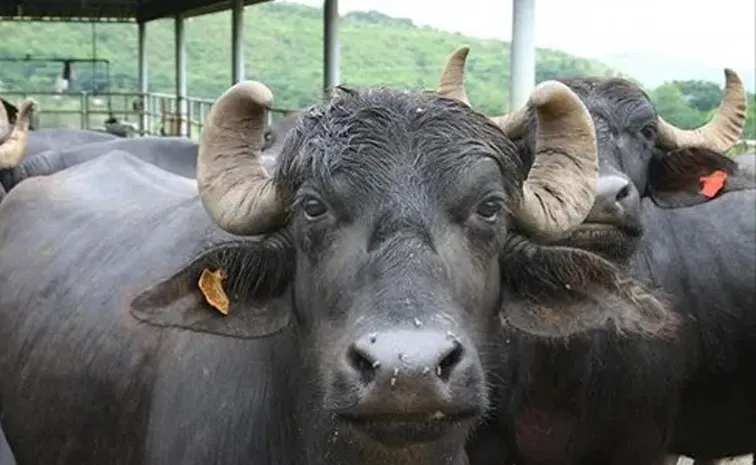 Bengaluru director tries to buy 2 buffaloes from Gujarat trader loses nearly Rs5 lakh