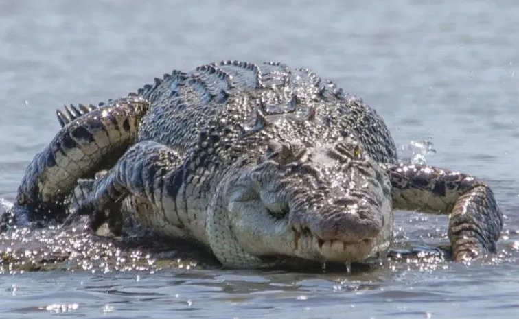 UP Woman Fights With Crocodile To Save Son