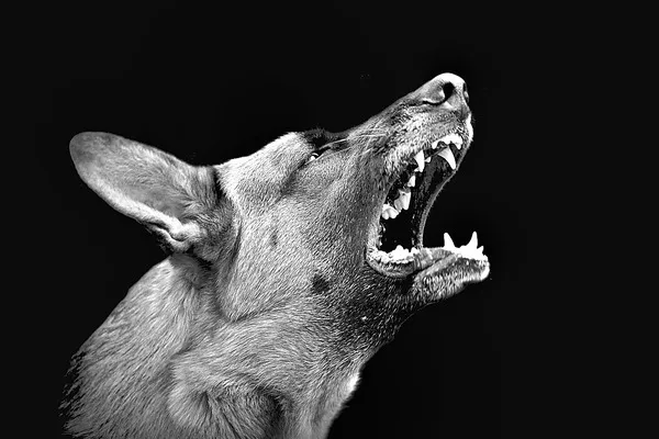 dogs are barking