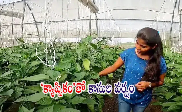 How this MBA woman farmer earns Rs 4 crore year by capsicum farming