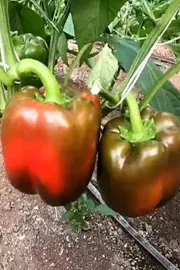 How this MBA woman farmer earns Rs 4 crore year by capsicum farming6