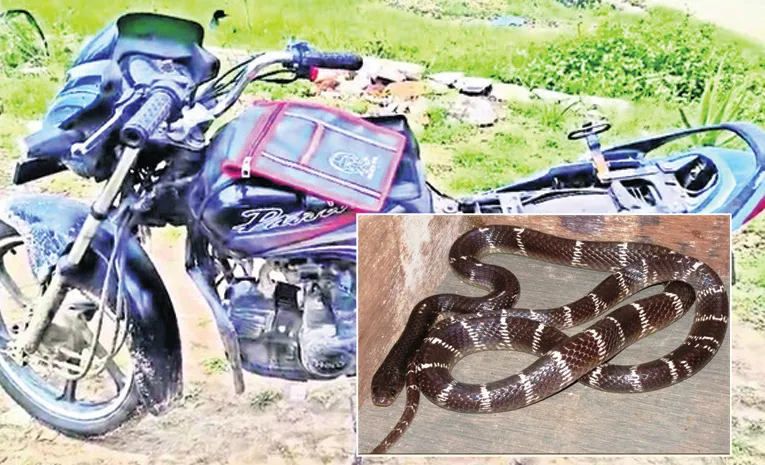 ప్యాషన్‌ప్లస్‌ బైక్‌లో  కట్లపాము 