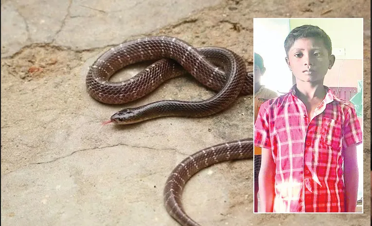బాలుడిపై మూడుసార్లు కాటువేసిన కట్లపాము