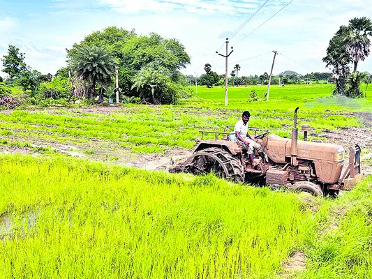 వరిలో