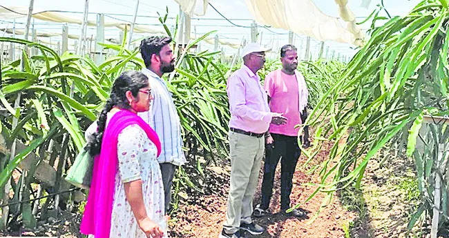 ఉద్యాన పంటల సాగుతో రైతులకు మేలు 
