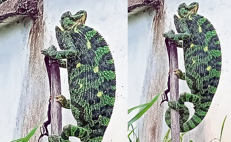 Rare Species Of Chameleon Rescued In Odisha
