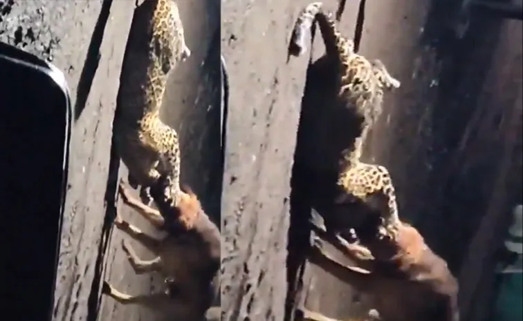 Stray Dog Chased Away Leopard: Drags It 300 Metres In Nashik