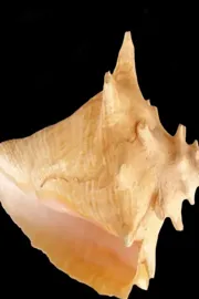  A businessman Man cheated of golden conch in Odisha Jayapuram5