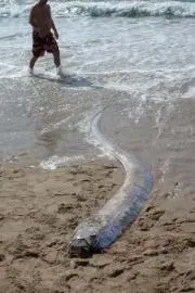 The Doomsday Fish Can Oarfish Really Predict Earthquakes2