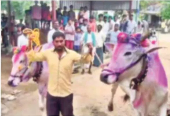 కాడెద