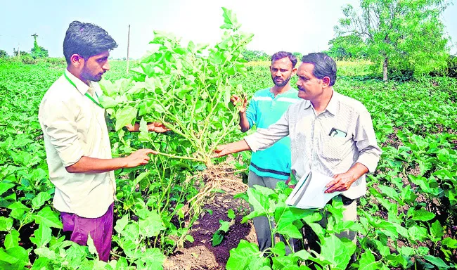 పోలూరు వంకాయకు త్వరలో దేశవ్యాప్త గుర్తింపు