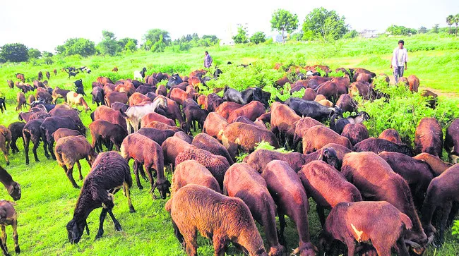 జీవాలకు పీపీఆర్ వ్యాక్సినేషన్