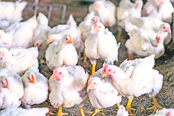 రెచ్చిపోతున్న కోళ్ల మాఫియా