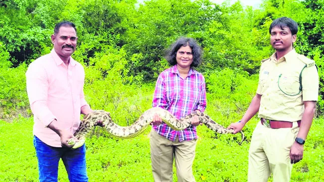 భారీ కొండచిలువ పట్టివేత 