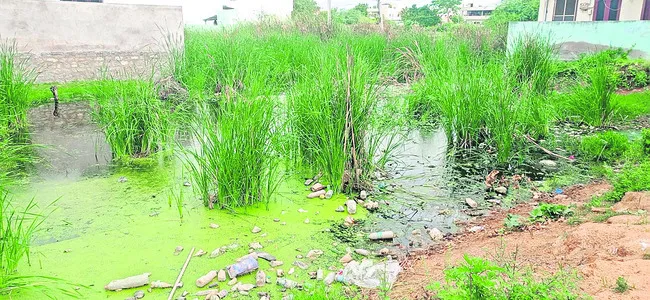 పట్టణాల్లో దోమల మోత
