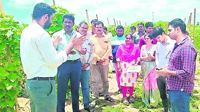కూరగాయల సాగుతో అదనపు ఆదాయం