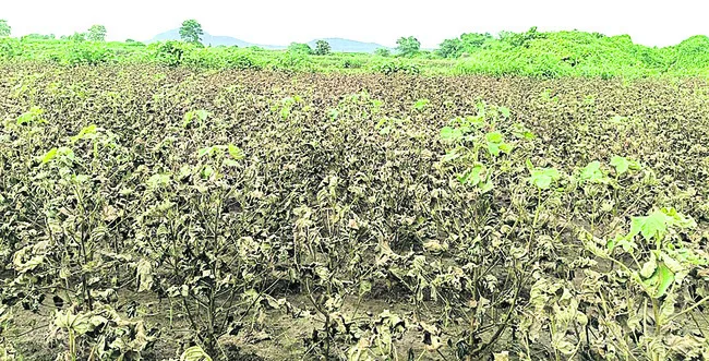 పరిహా