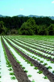 sagubadi Plastics are widely used in agriculture check these effects12