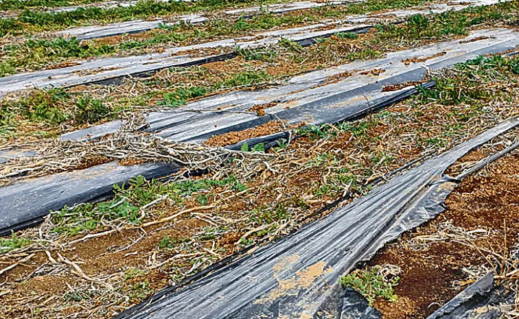sagubadi Plastics are widely used in agriculture check these effects