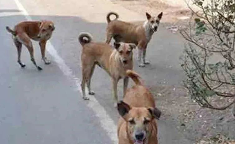 Dog Attacks In Khammam District
